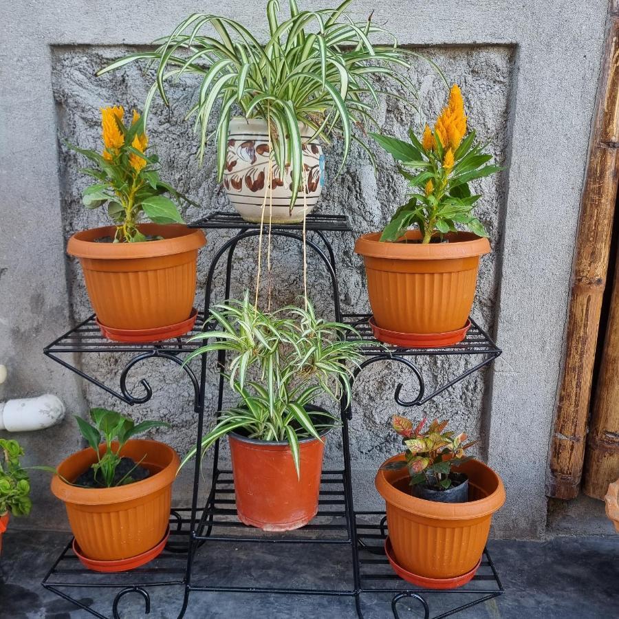 Alohi The Terrace Homestay Tezpur Exterior photo